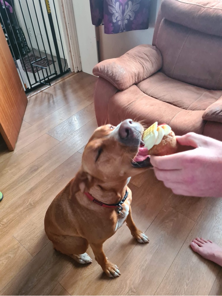 Paige of Sussex Pet Patisserie · Photos 14
