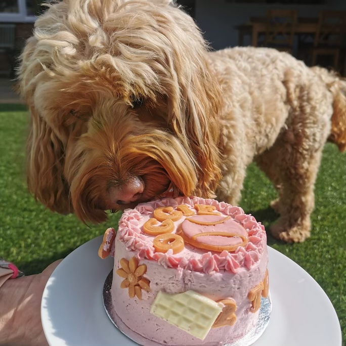 Paige of Sussex Pet Patisserie · Photos 15